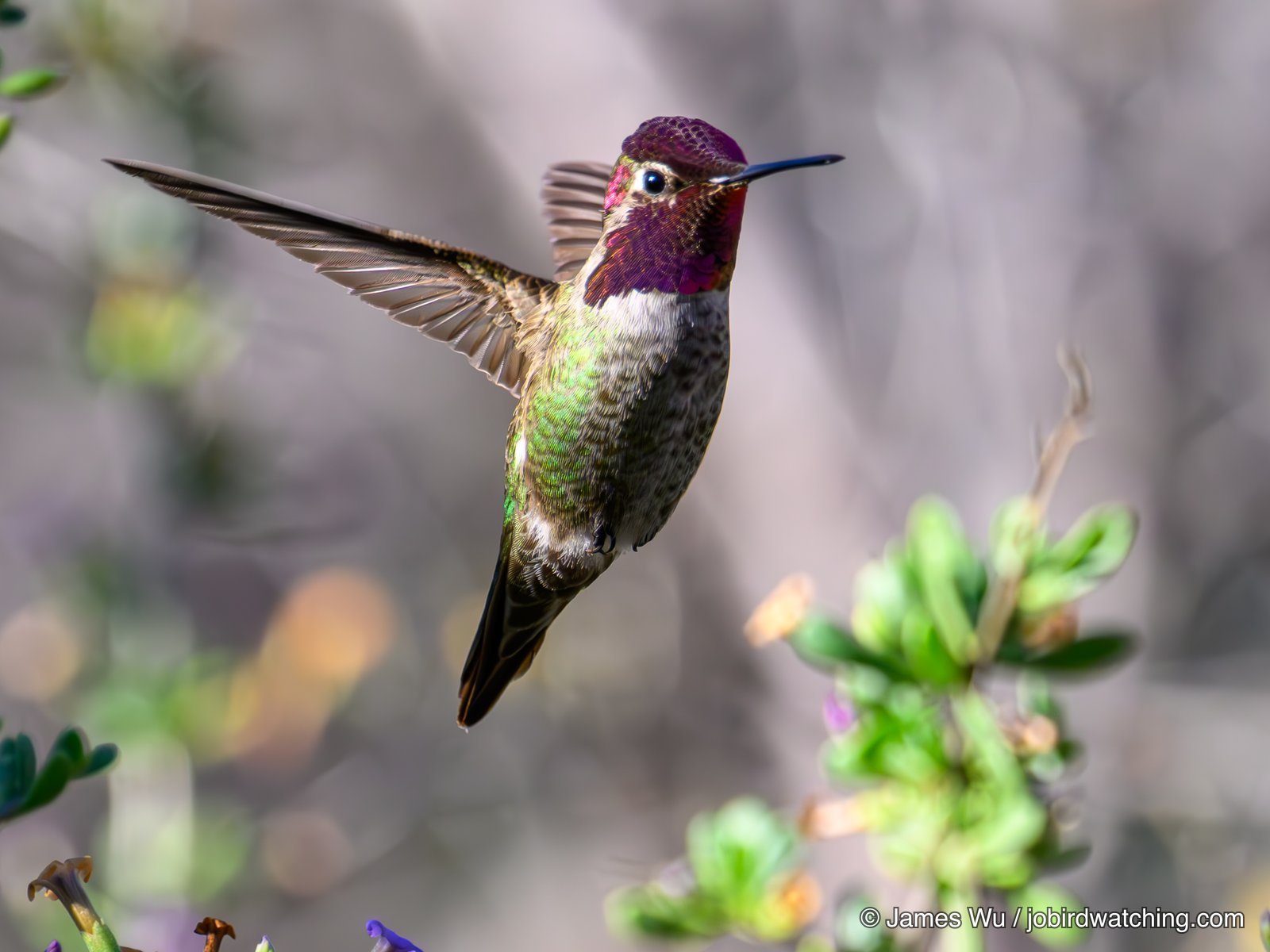 Anna's Hummingbird