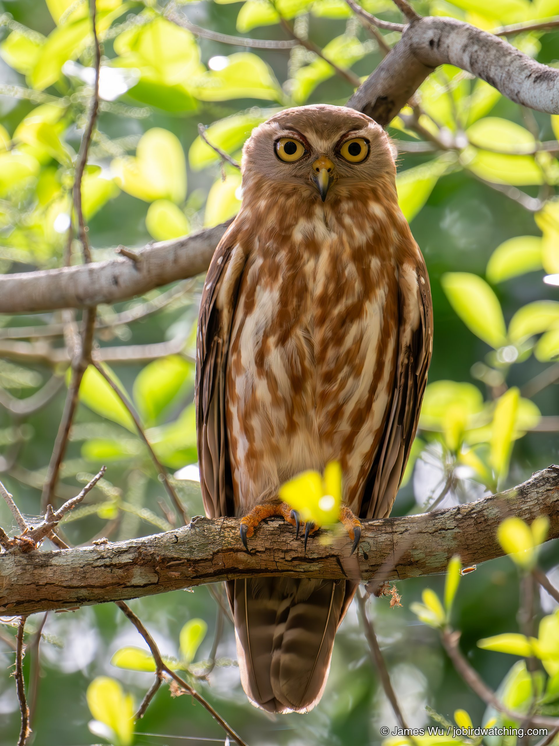 吠鹰鸮
