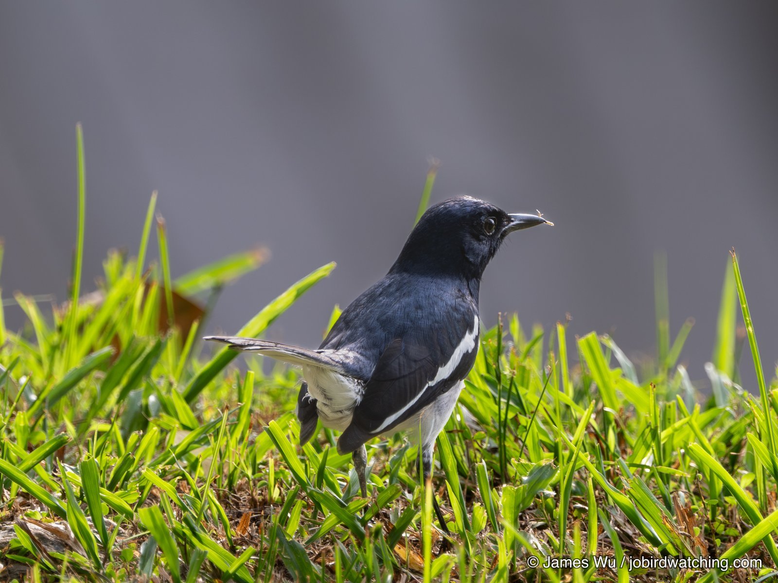 鹊鸲 (Oriental Magpie-Robin)