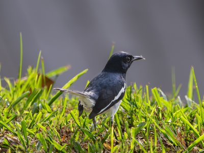 鹊鸲 (Oriental Magpie-Robin)