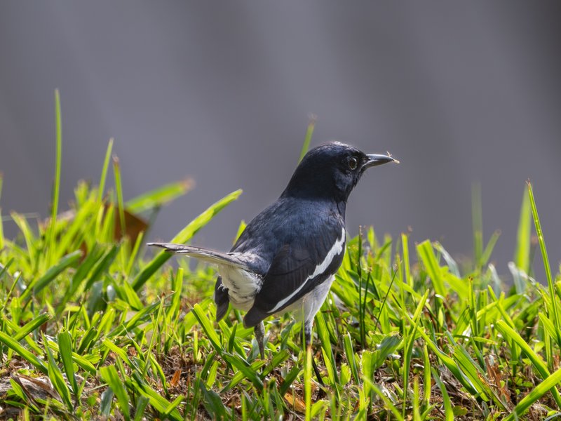 鹊鸲 (Oriental Magpie-Robin)