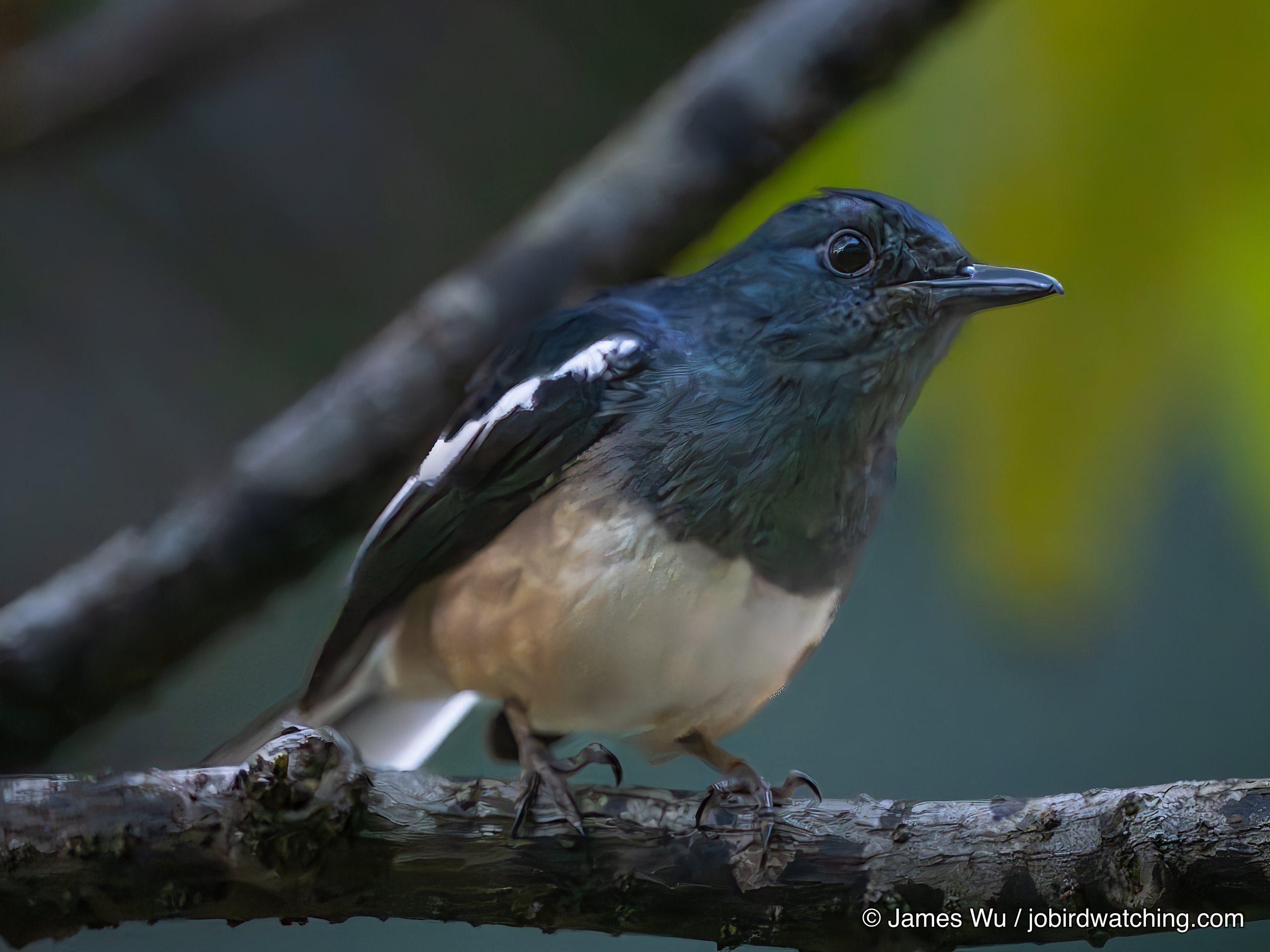 鹊鸲 (Oriental Magpie-Robin)