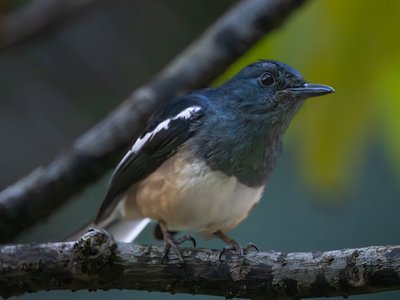 鹊鸲 (Oriental Magpie-Robin)
