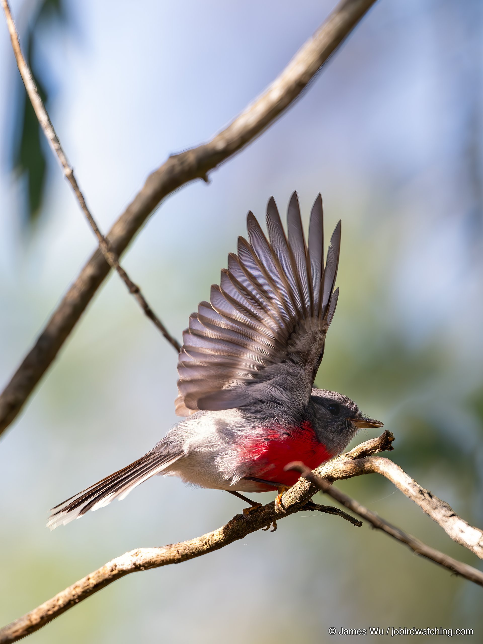 瑰色鸲鹟
