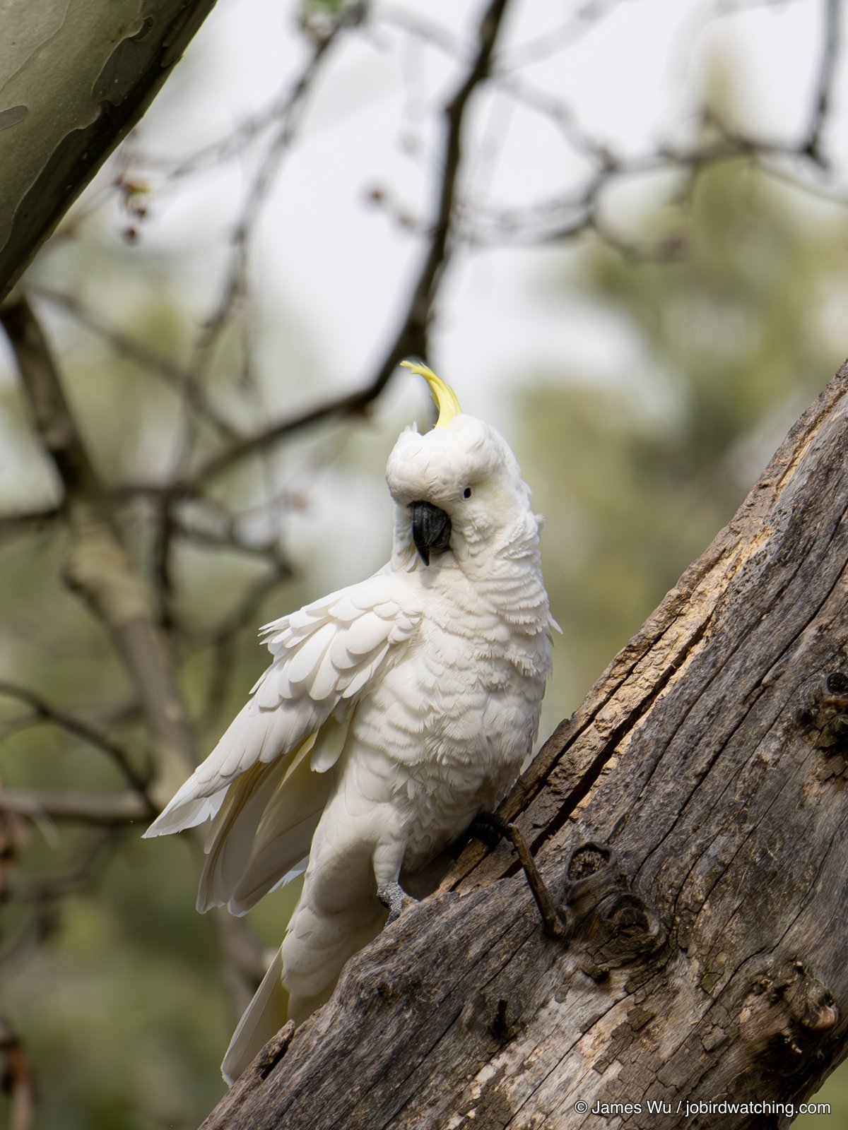 Sulphur-crested Cockatoo