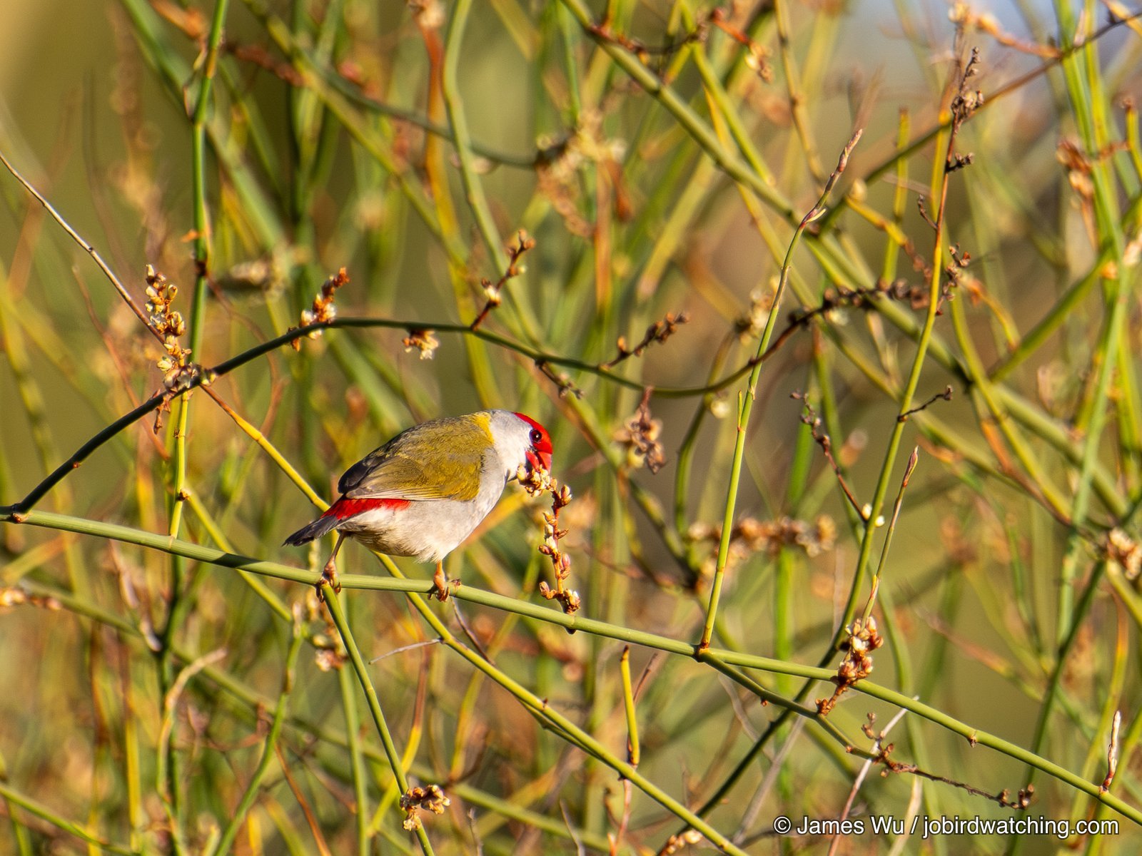Red-browed Finch
