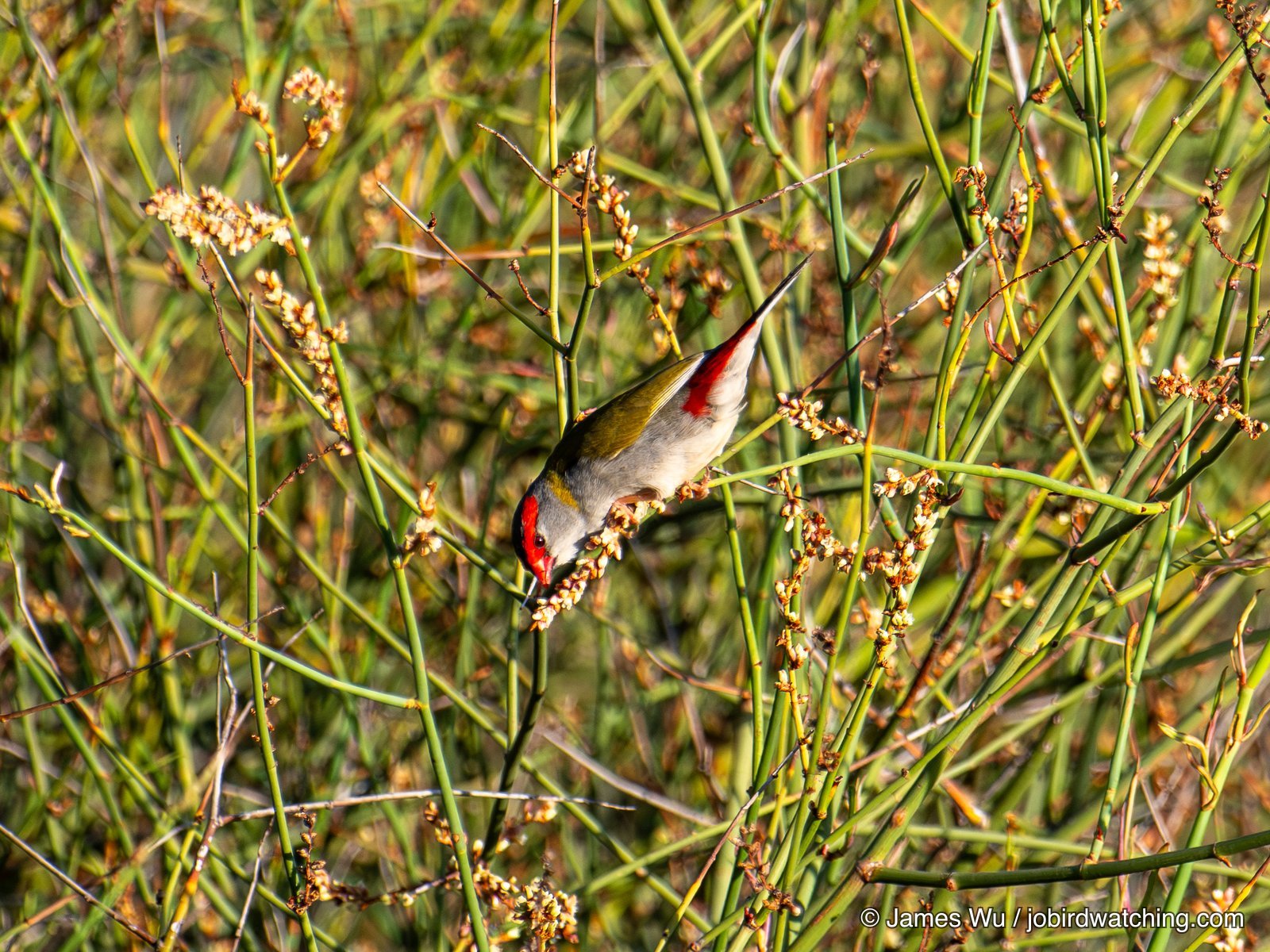 Red-browed Finch