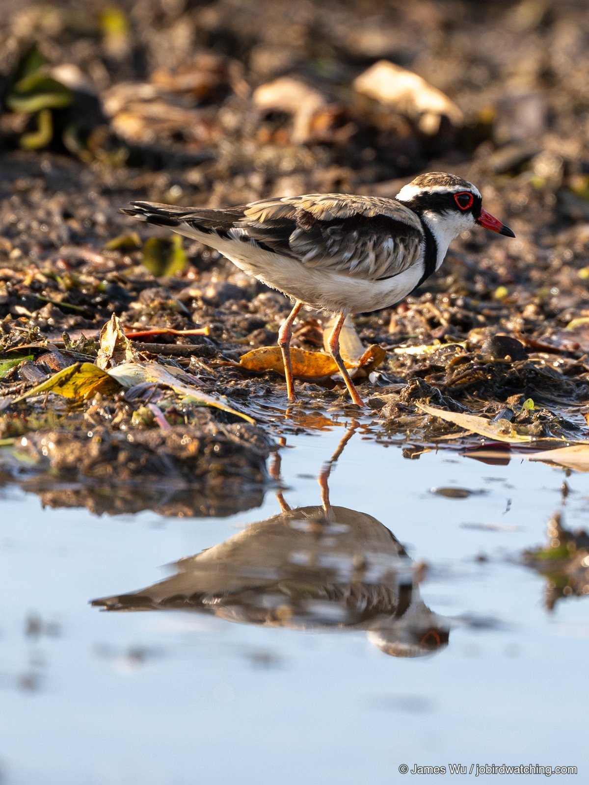 Black-fronted Dotterel