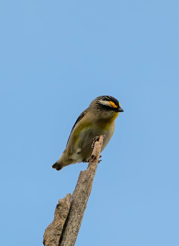 Striated Pardalote