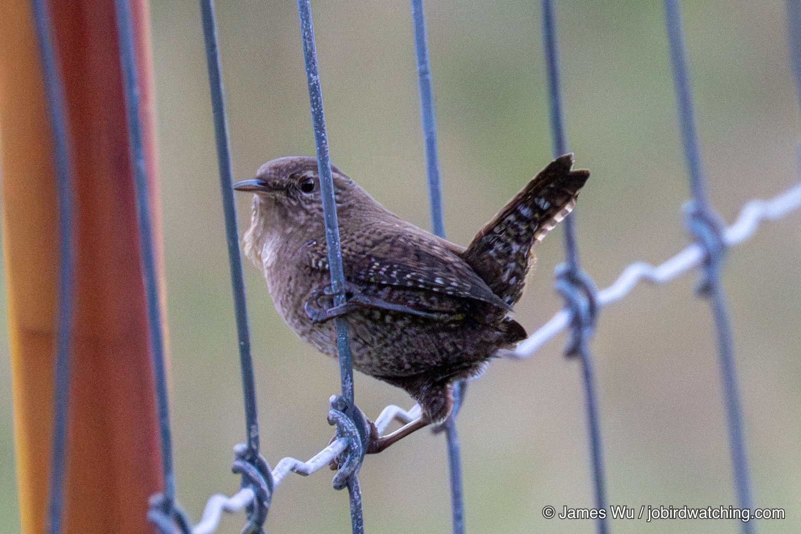 Eurasian Wren