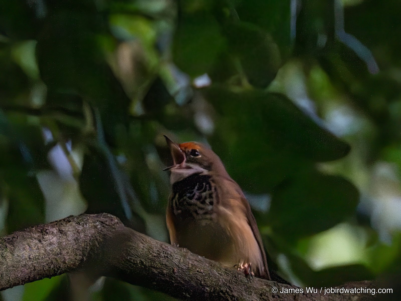 Australian Rufous Fantail