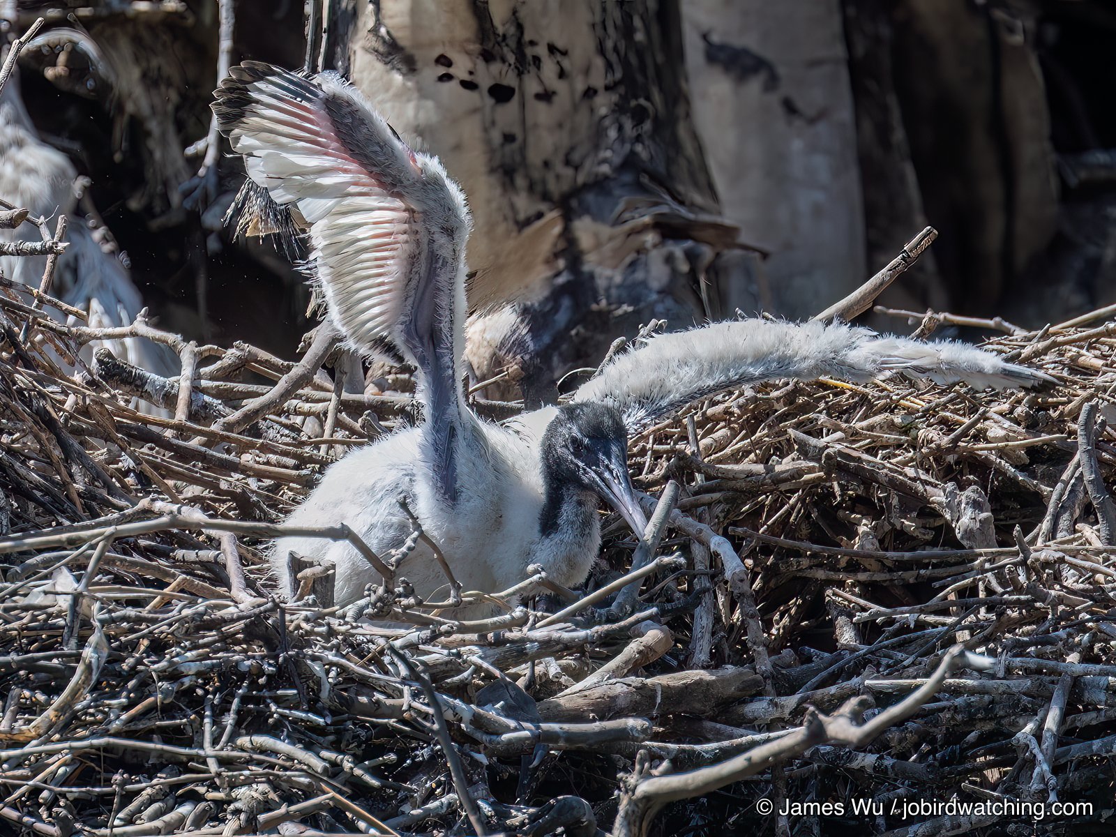 Australian White Ibis