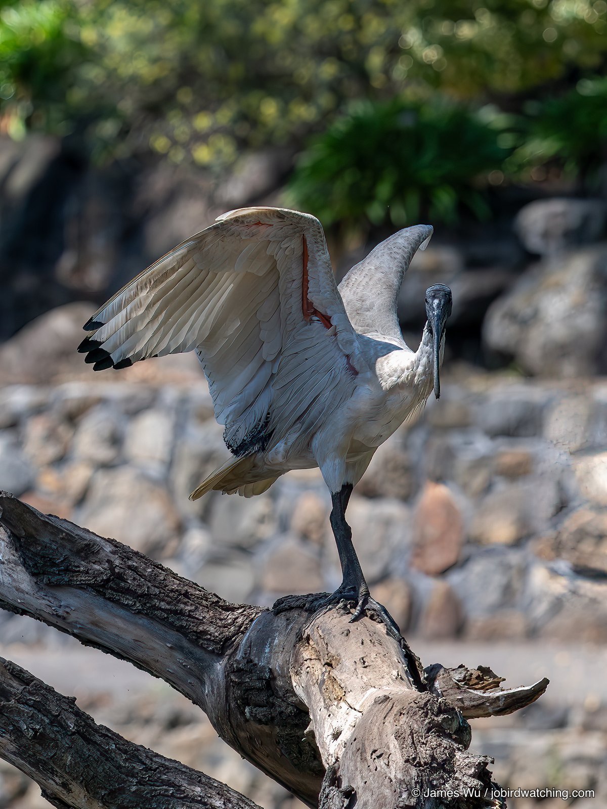 Australian White Ibis