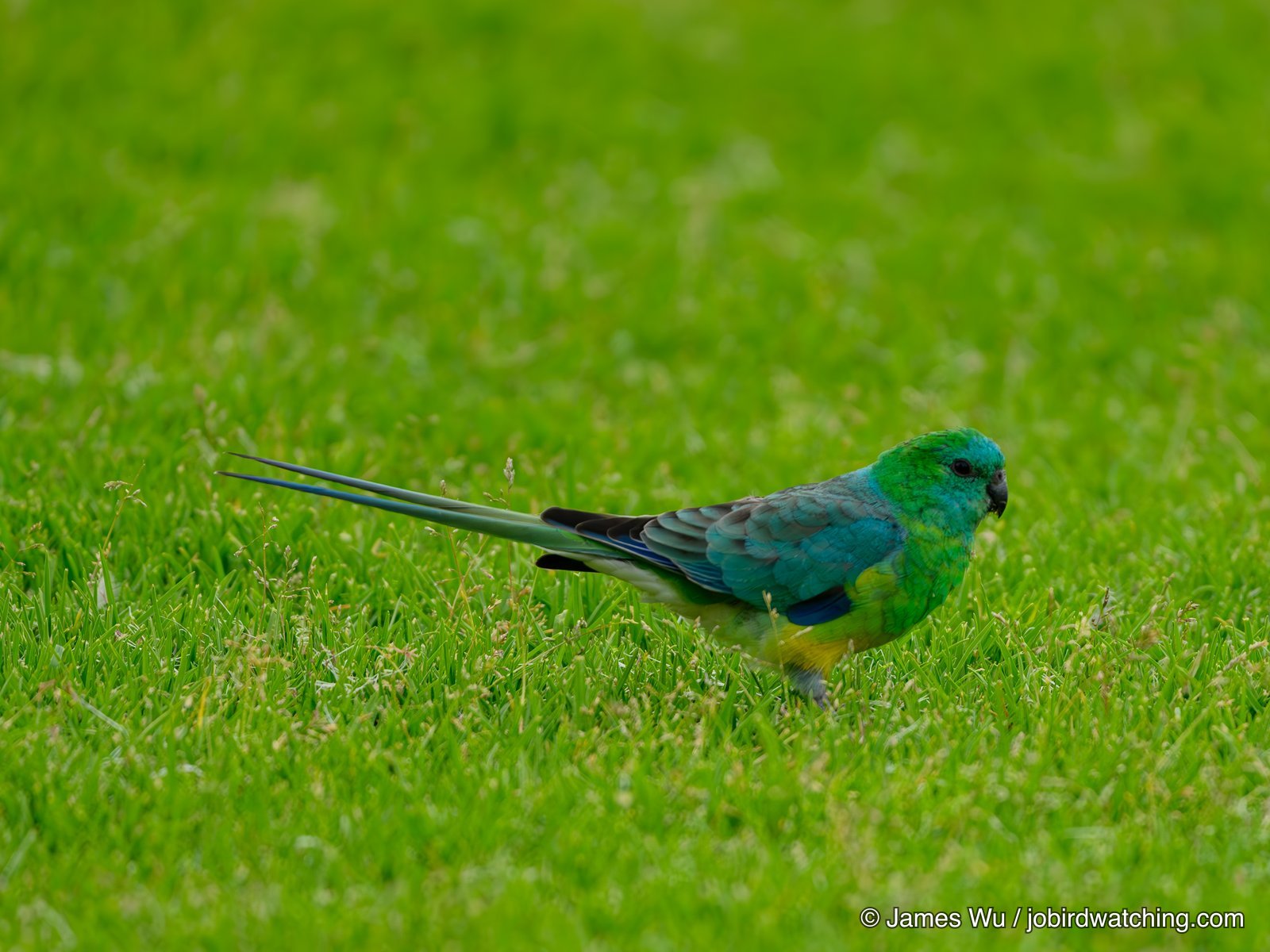 Red-rumped Parrot