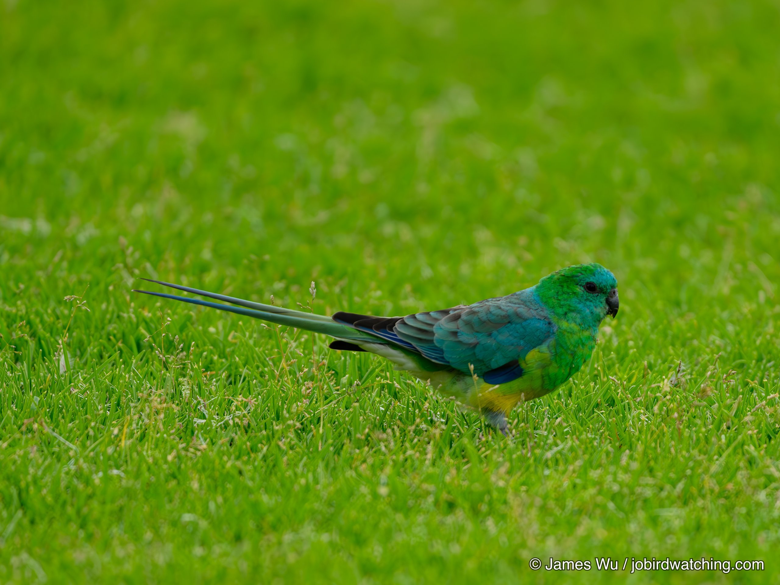 Red-rumped Parrot