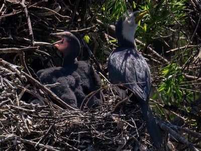 小斑鸬鹚