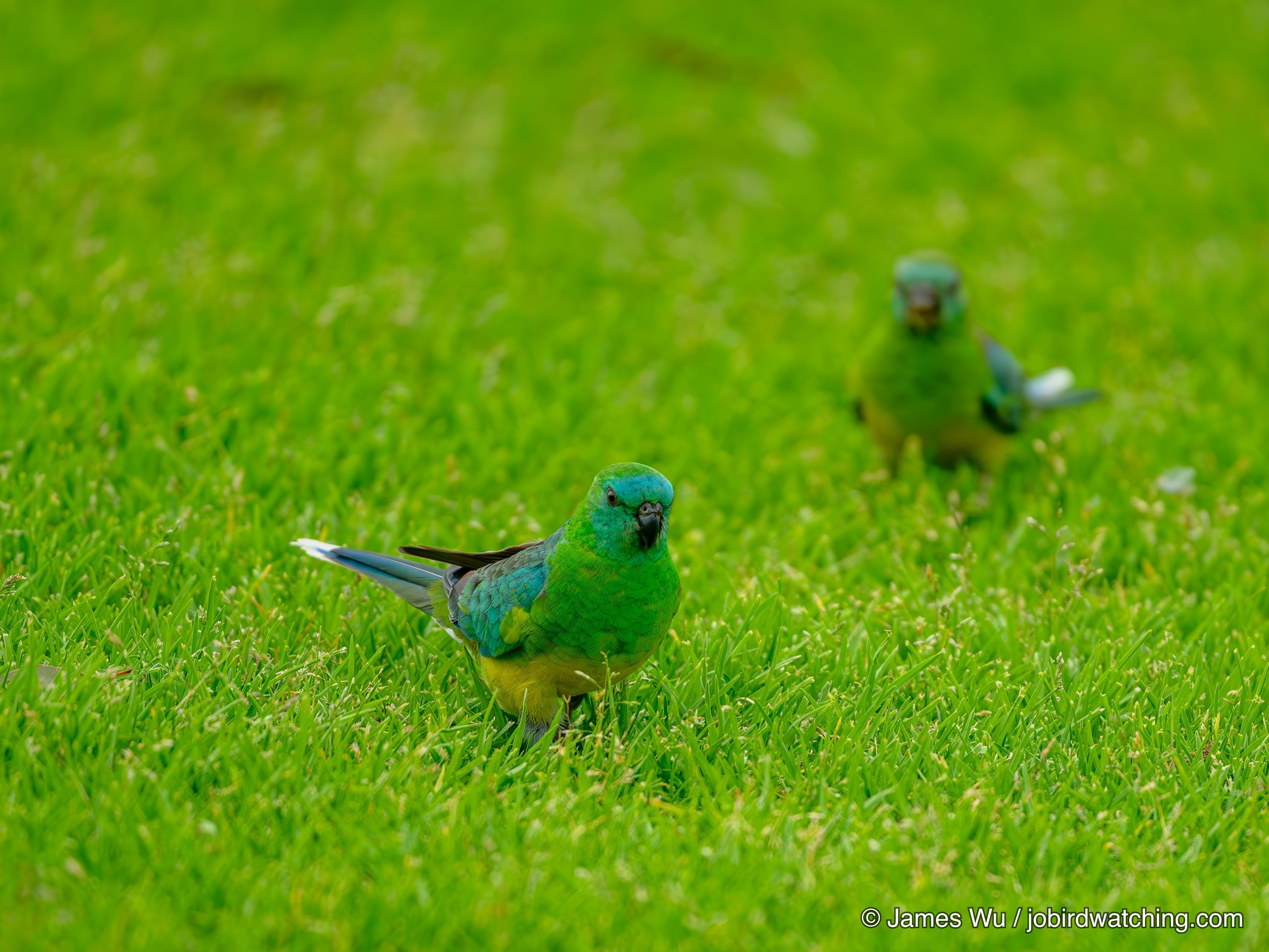 Red-rumped Parrot