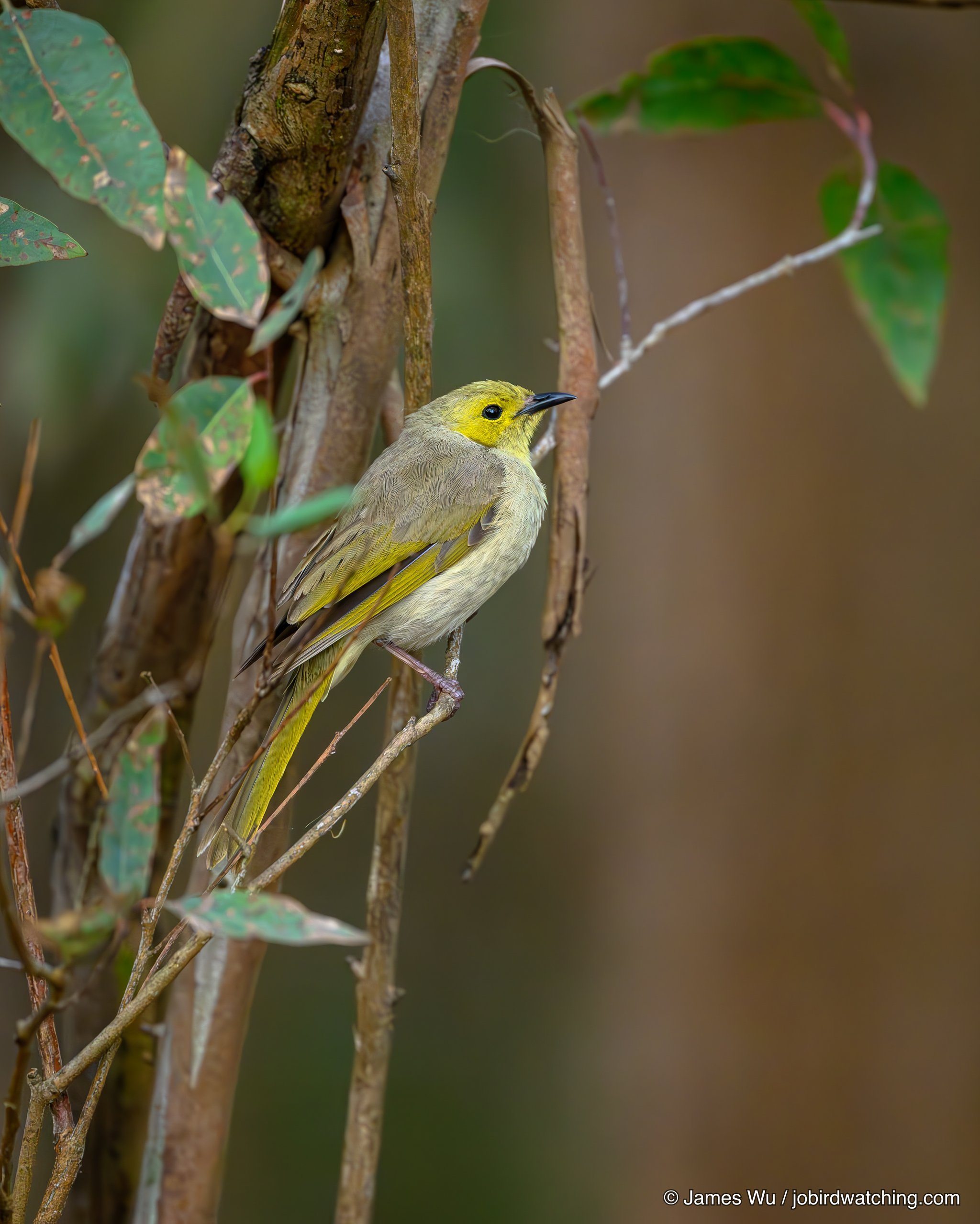 White-plumed Honeyeater