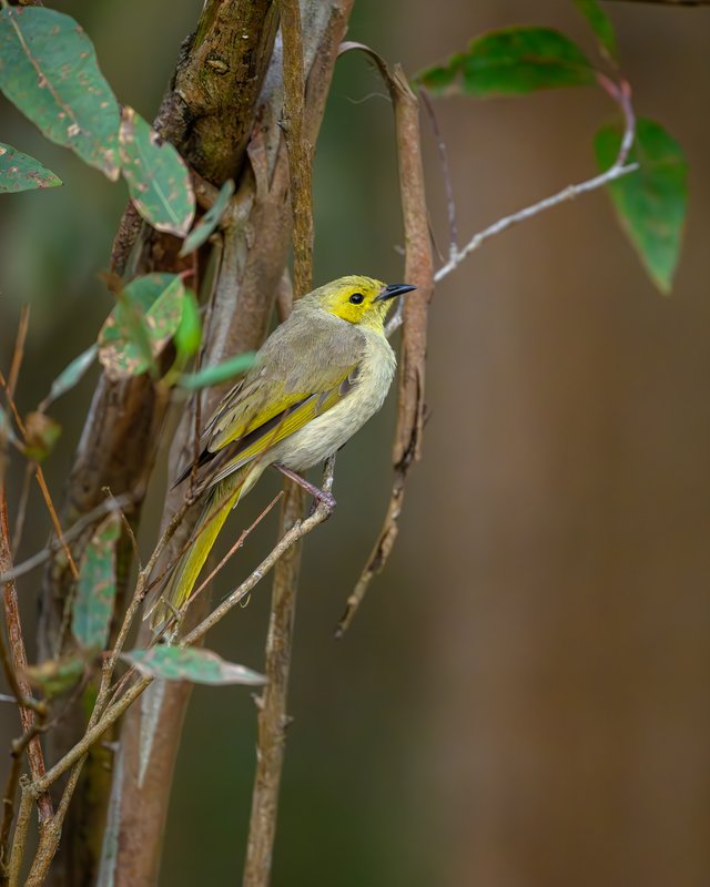 白痣吸蜜鸟